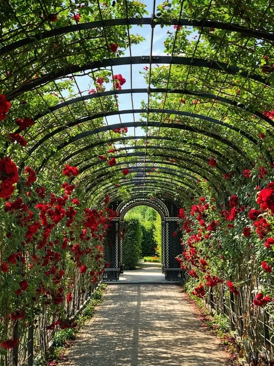 A rose-covered pergola walkway designed and built by Green Patch Landscaping in Queen Creek, Arizona